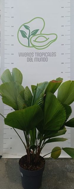 Palmera Licuala (Licuala Grandis, Palma Licuala) M-21