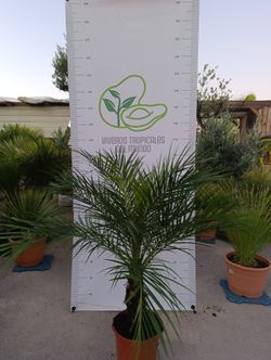 Palmera Phoenix Roebelenii M-25