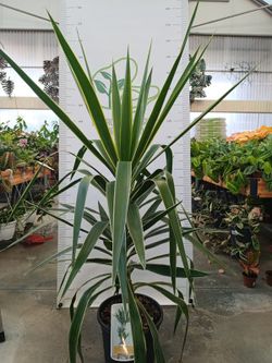 Palmera Yucca Jewel M-25