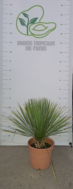 Palmera Yucca Rostrata ( Soyate, Palmita)  M-20