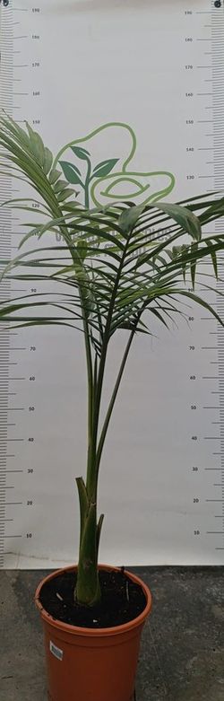 Palmeras Alexandrae (Archontophoenix alexandrae, Palma Real Australiana) M-22