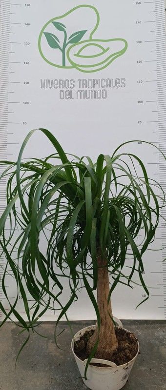 Palmeras Beaucarnea Recurvata ( Pata de Elefante, Nolina Despeinada) M-15 Tarrina