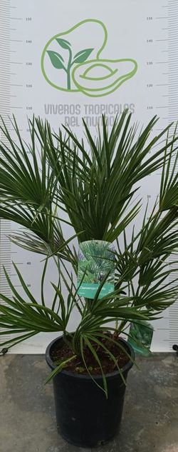 Palmeras Chamerops Humillis M-25