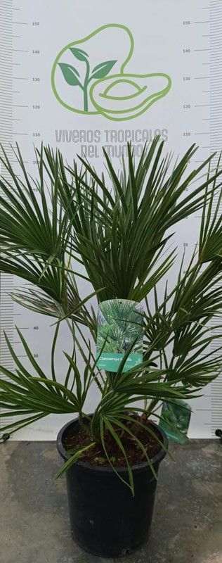 Palmeras Chamerops Humillis M-25