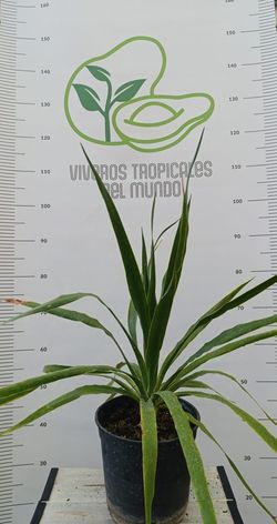Palmeras Drago (Drago de Canarias, Dracaena Draco, Daemonorops draco) M-17