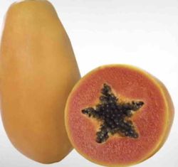 Papaya (Carica Papaya) Variedad Alegría / Planta de 1 año