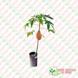 Papaya (Carica Papaya) Variedad Alegría / Planta de 1 año