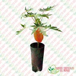 Papaya (Carica Papaya) Variedad Caballero / Planta de 1 año
