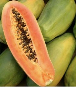 Papaya (Carica Papaya) Variedad Caballero / Planta de 1 año