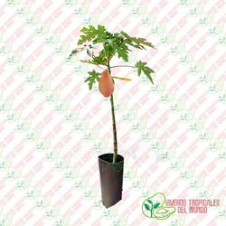 Papaya (Carica Papaya) Variedad Siluet / Planta de 1 año