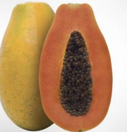 Papaya (Carica Papaya) Variedad Sweet Sense / Planta de 1 año