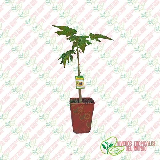 Papaya (Carica Papaya) Variedad Sweet Sense / Planta de 1 año