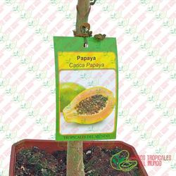 Papaya (Carica Papaya) Variedad Sweet Sense / Planta de 1 año