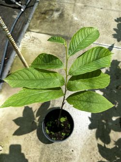 Paw-Paw (Asimina Triloba) Planta de 1 año