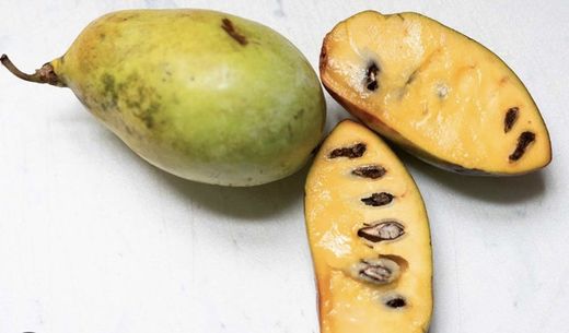 Paw-Paw (Asimina Triloba) Planta de 1 año
