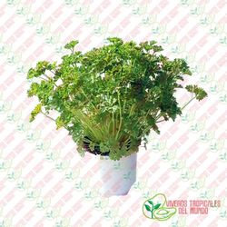 Perejil Rizado (Petroselinum crispum)