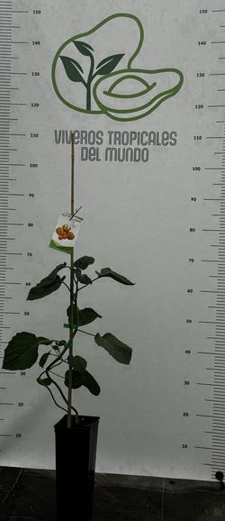 Physalis peruviana Planta de un año