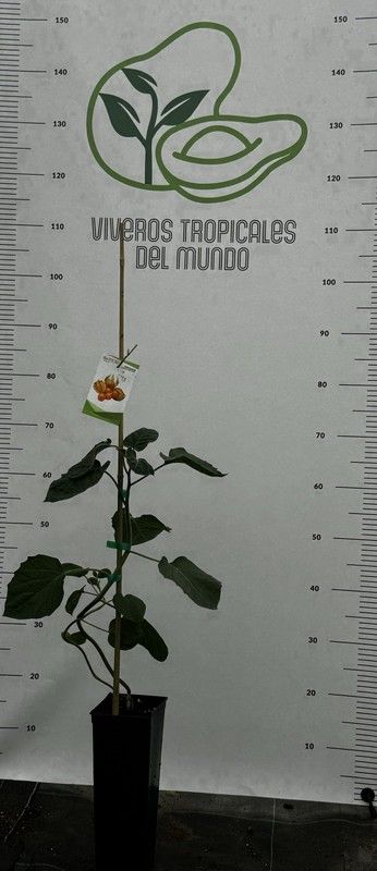 Physalis peruviana Planta de un año