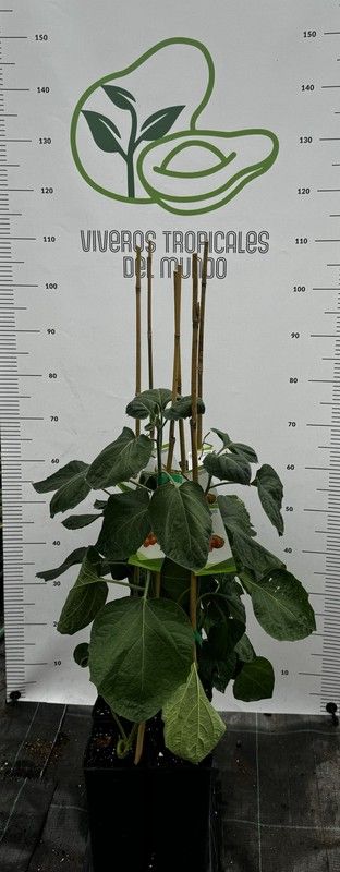 Physalis peruviana Planta de un año