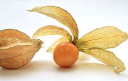Physalis peruviana Planta de un año