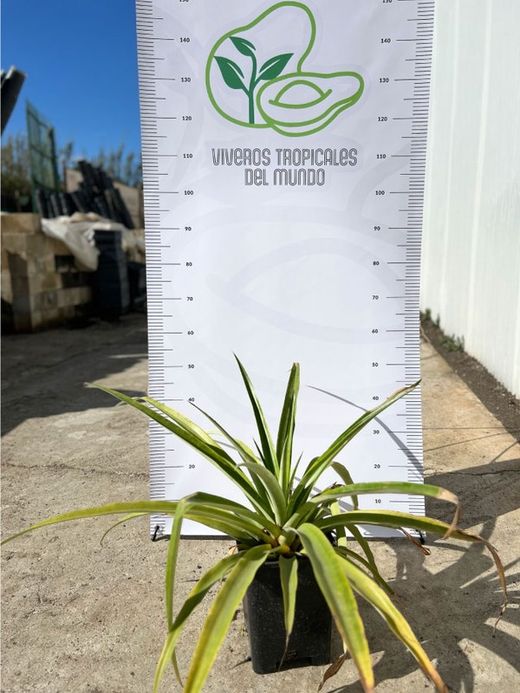 Piña Tropical (Ananas Comosus )Variedad MD2 / Planta de 2 años.