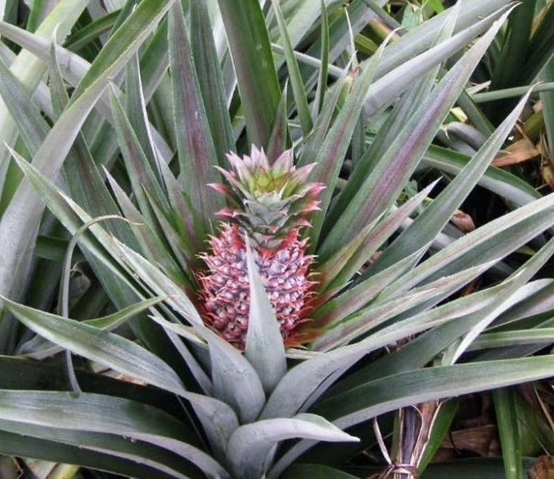 Piña Tropical (Ananas Comosus )Variedad Roja Española / Planta de 2 ...