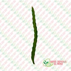 Pitaya amarilla (Selenicereus Megalanthus)