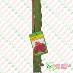 Pitaya American Beauty (Hylocereus American Beauty)