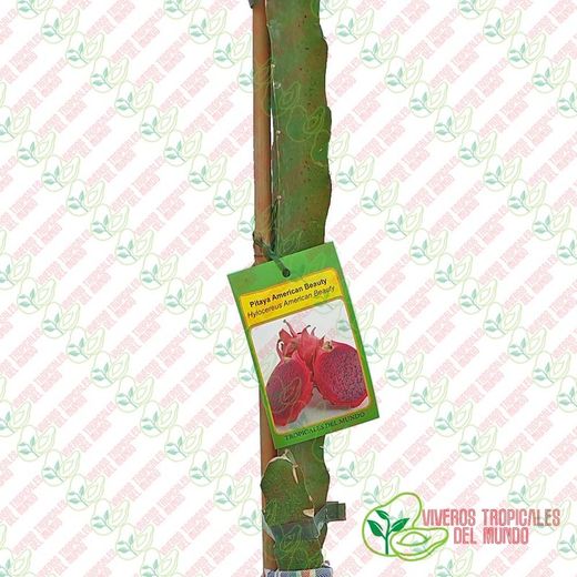 Pitaya American Beauty (Hylocereus American Beauty)