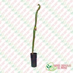 Pitaya Costa Rica (Hylocereus Costa Rica)