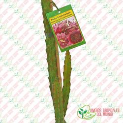 Pitaya Costarricenses (Hylocereus Costaricenses)