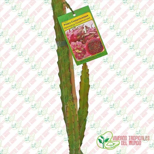 Pitaya Costarricenses (Hylocereus Costaricenses)