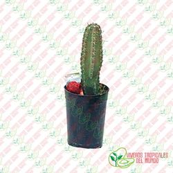 Pitaya de Mexico (Stenocereus Queretaroensis) / Planta de 1 año