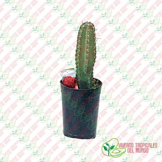 Pitaya de Mexico (Stenocereus Queretaroensis) / Planta de 1 año