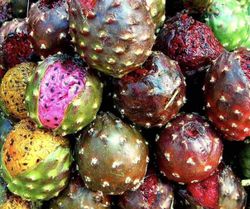 Pitaya de Mexico (Stenocereus Queretaroensis) / Planta de 1 año