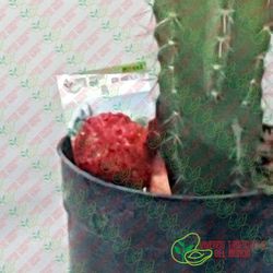 Pitaya de Mexico (Stenocereus Queretaroensis) / Planta de 1 año