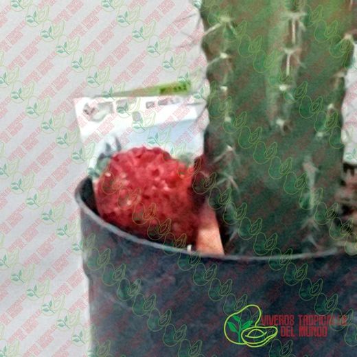Pitaya de Mexico (Stenocereus Queretaroensis) / Planta de 1 año