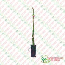 Pitaya Halleys Comet (H. Undatus x H. Guatemaltensis) / Planta de 1 año