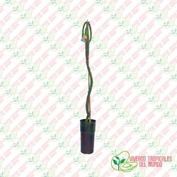 Pitaya Honduriensis (Selenicereus Honduriensis)