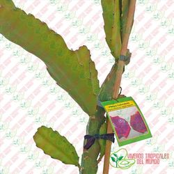 Pitaya hybridum (Hylocereus Hybridum)