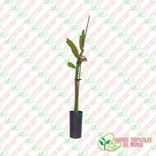 Pitaya hybridum (Hylocereus Hybridum)