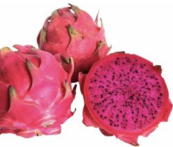 Pitaya hybridum (Hylocereus Hybridum)