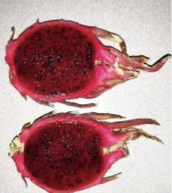 Pitaya JC01 (Hylocereus spp) / Planta de 1 año