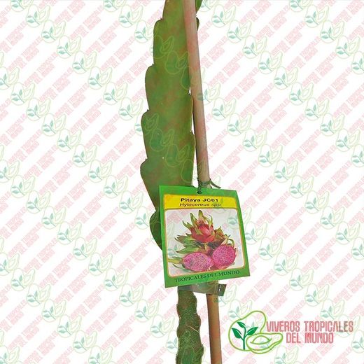 Pitaya JC01 (Hylocereus spp) / Planta de 1 año