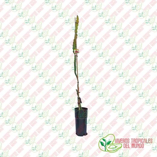 Pitaya JC01 (Hylocereus spp) / Planta de 1 año