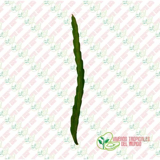 Pitaya JC02 (Hylocereus ssp)