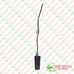 Pitaya JC02 (Hylocereus ssp)