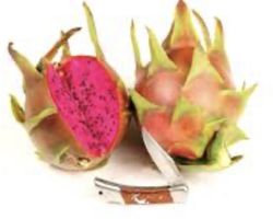 Pitaya JC02 (Hylocereus ssp)