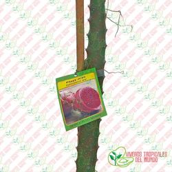 Pitaya JC03 (Hylocereus ssp)