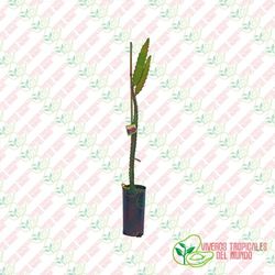 Pitaya JC03 (Hylocereus ssp)